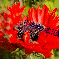 838at∨浪(浪)花(花)直(直)播苹果(果)