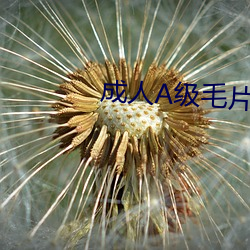 成人A级(jí)毛片免(miǎn)费(fèi)观看AV