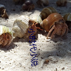 小时代小说