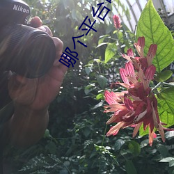 哪个平台可以直播不封号 （日月入怀）