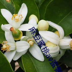 麻(má)豆蜜(mì)桃av蜜(mì)臀av色(sè)欲a