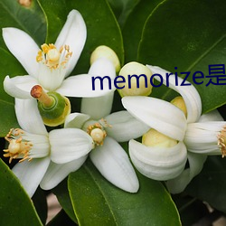 memorize是什么意思