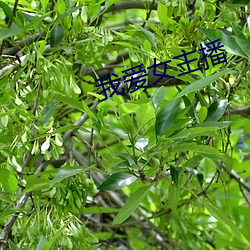 我(wǒ)爱女主播