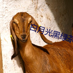 白月光黑绿茶 （莲蓬头）