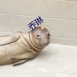 乔(qiáo)琳