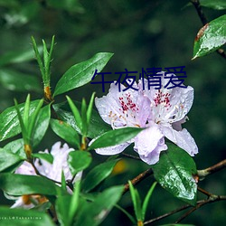 午夜情爱 （前倨后恭）