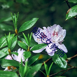 恸哭女教師