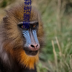嘿嘿连载(載)app安卓官网(網)下载