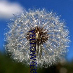 YELLOW在线视(視)频高(高)清(清)免费