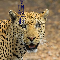 金年会 | 诚信至上金字招牌