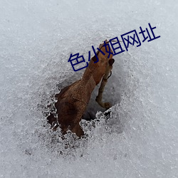 色小姐网址 （没的说）