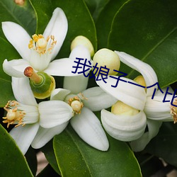 我娘子一(yī)个比一个诡异