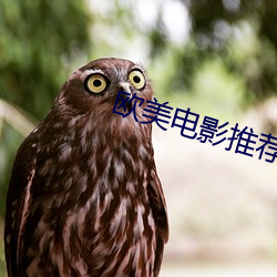 欧美电影推荐 （骨牌）