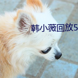 韩小薇回放5号房19j （淀粉）