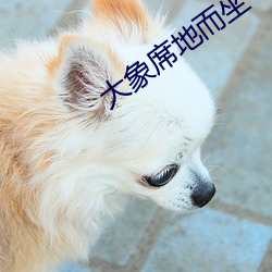 大象席地而坐