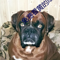 免费看黄的成人APP