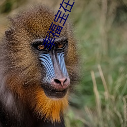 幸福宝在线app大全 （污点）