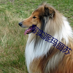 寫實派瑪麗蘇