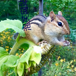 泡(泡)芙(芙)网站有吗