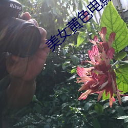 美女黄色电影