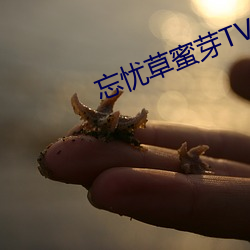 忘忧草蜜芽TV