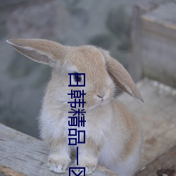 日韩精品一区
