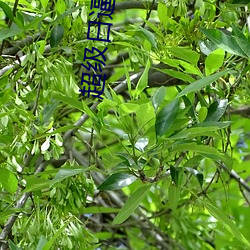 超(chāo)级日(rì)逼软件