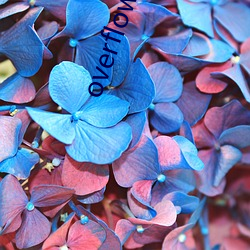 overflow第一季未增删带翻译(譯)樱花中文(文)酷客(客)