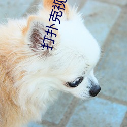 打扑克视频软件免费版