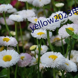 yellow2023電影在線高