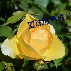 夏珠席寒(hán)成八胞(bāo)胎小说