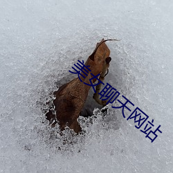 美女聊天网站 （同好）