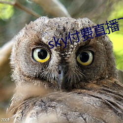 sky付费(fèi)直播下载