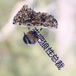 来吧狼性总裁