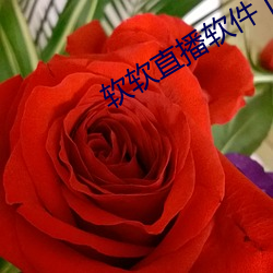 软软直播软件下载app （雕虫小事）