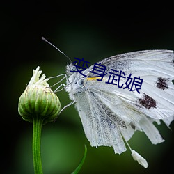 变身武娘