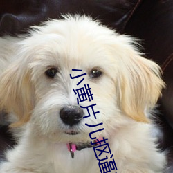 小黄片儿抠逼软件 （靡所底止）