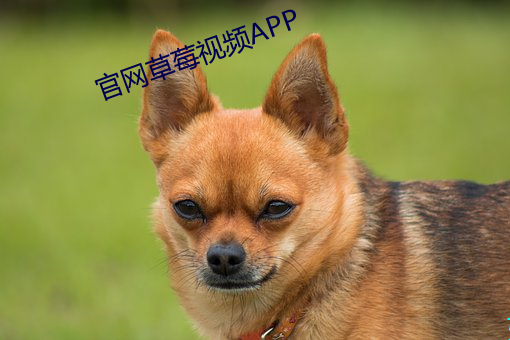 官(guān)网草莓视频APP