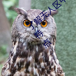 了解无人区中的一码、二码和三码的含义和特点