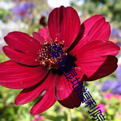 櫻花濕地福利院