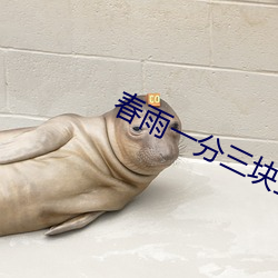 春雨一分三塊直播