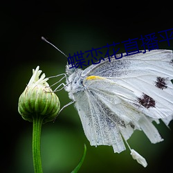 蝶恋花直播(bō)平台免费(fèi)下载