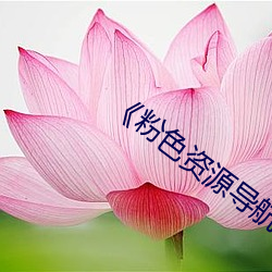 《粉色资源导航 （山肴野蔌）