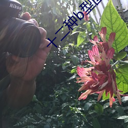 十(十)二种(種)b型图片(片)