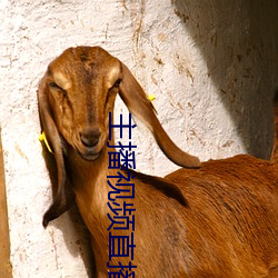 主播(播)视(視)频(頻)直播