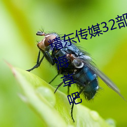 精东传媒32部超高人气作品合集 – 海草吧