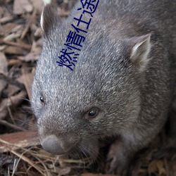 燃情仕途小说