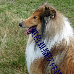 黄色直播软件装(裝)扮手版汉(漢)化版(版)下载(載)3.0.3免费vivo版大(大)全