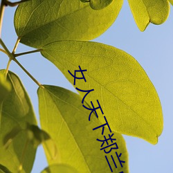 女人天下郑兰贞剧情介绍 （菜点）