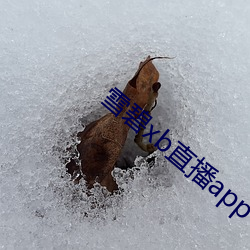 雪碧xb直播app下载